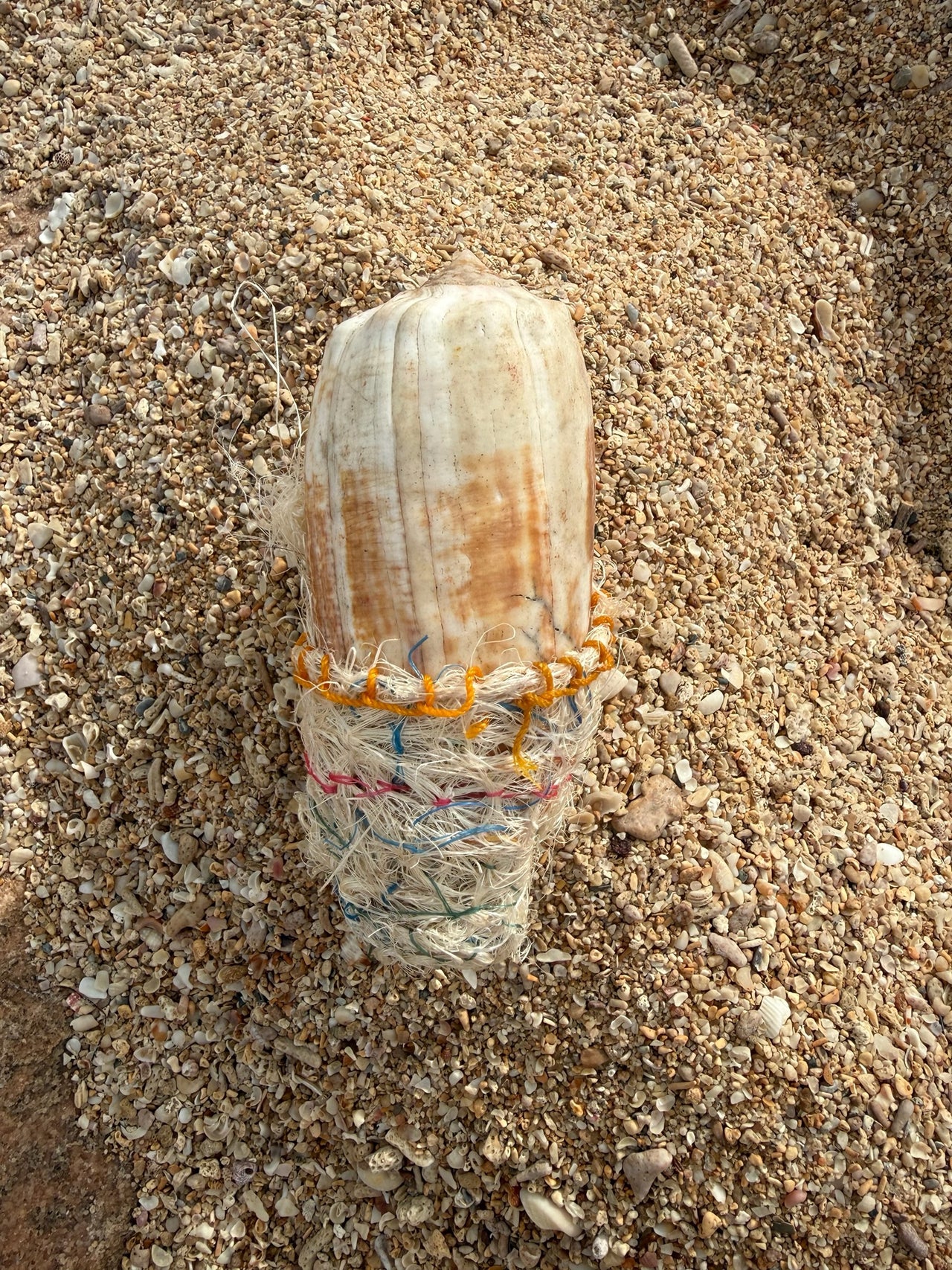 Dadikwakwa-kwa – Doll Shell by Maureen Bara
